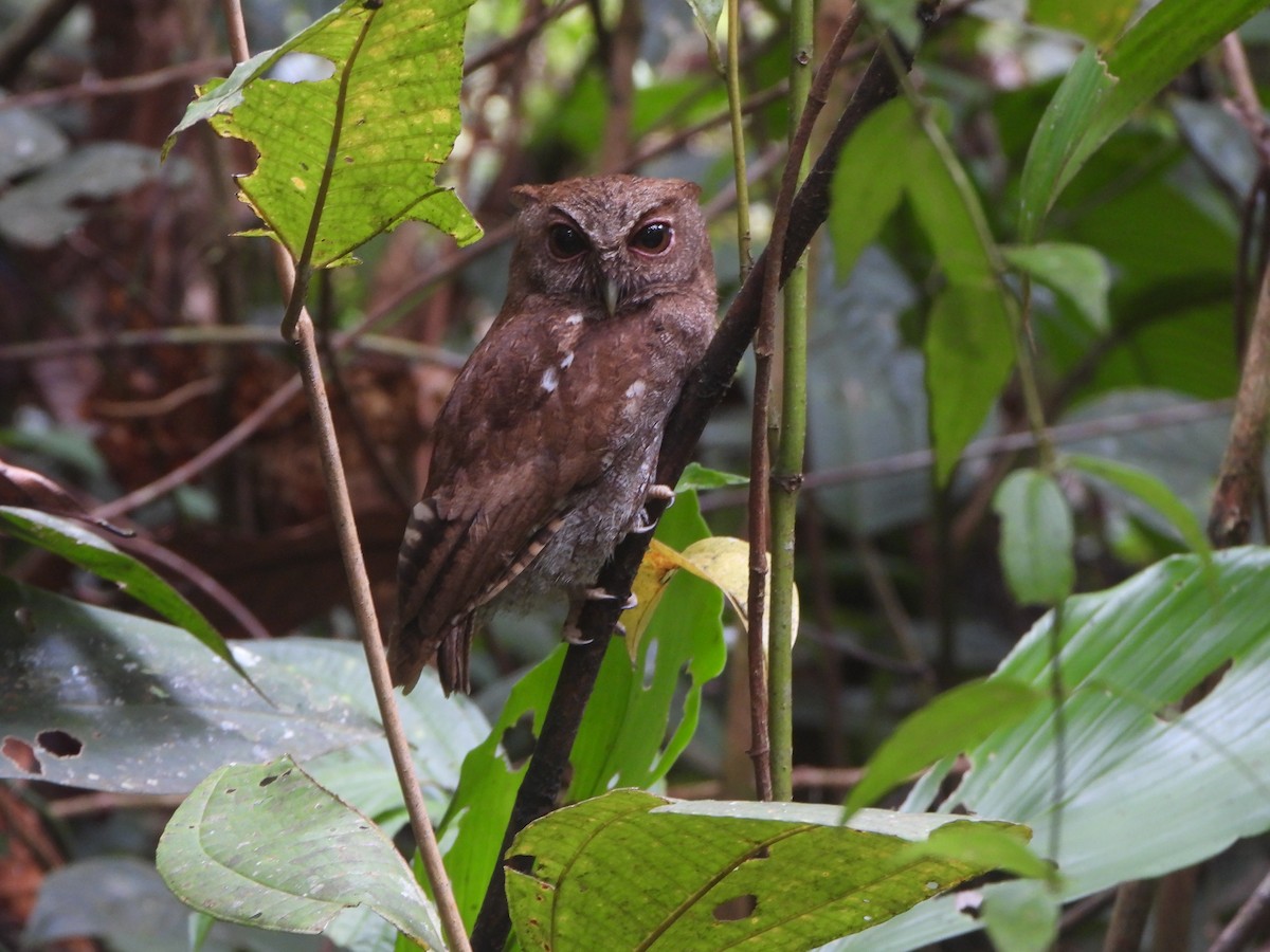 Choco Screech-Owl - ML646022109