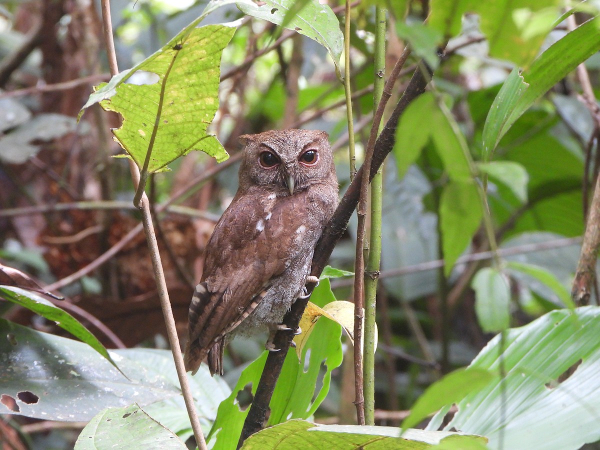 Choco Screech-Owl - ML646022110