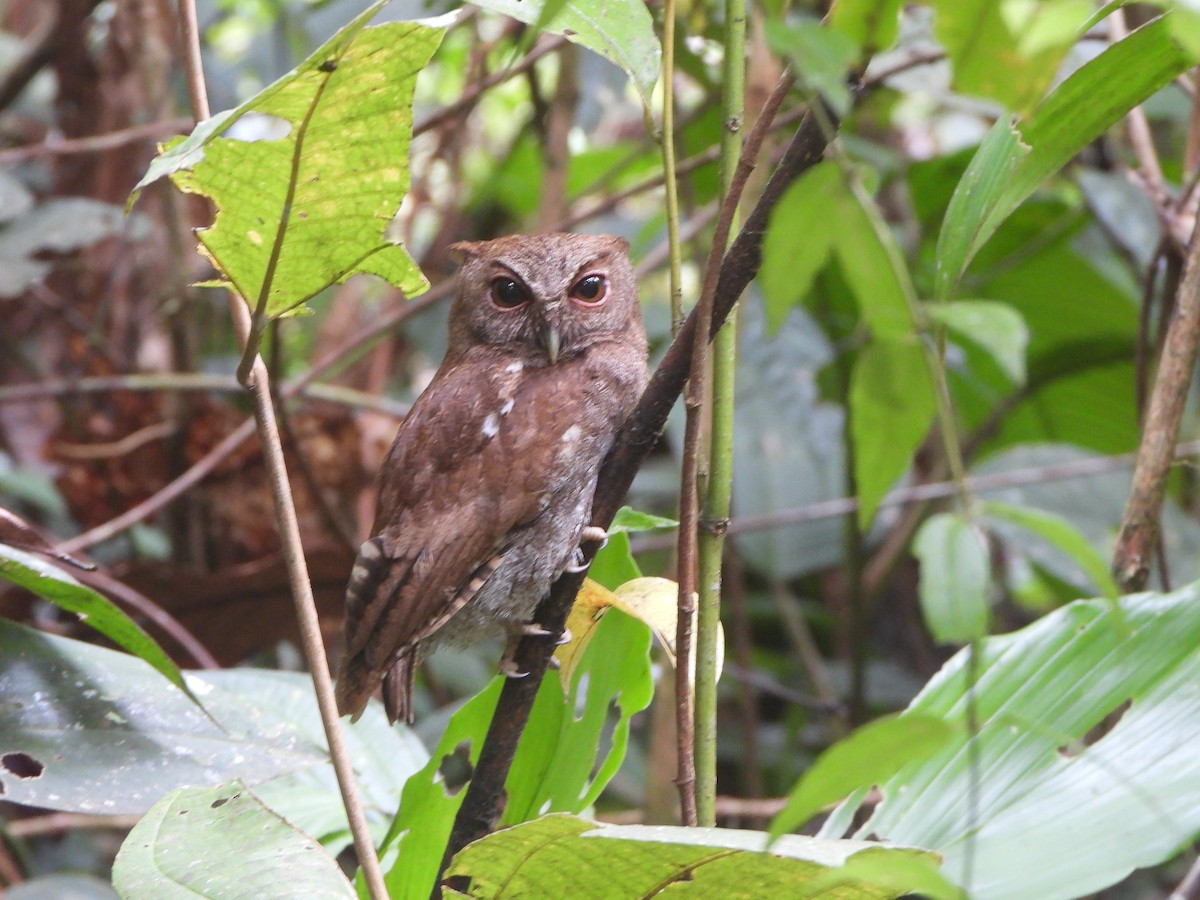 Choco Screech-Owl - ML646022111