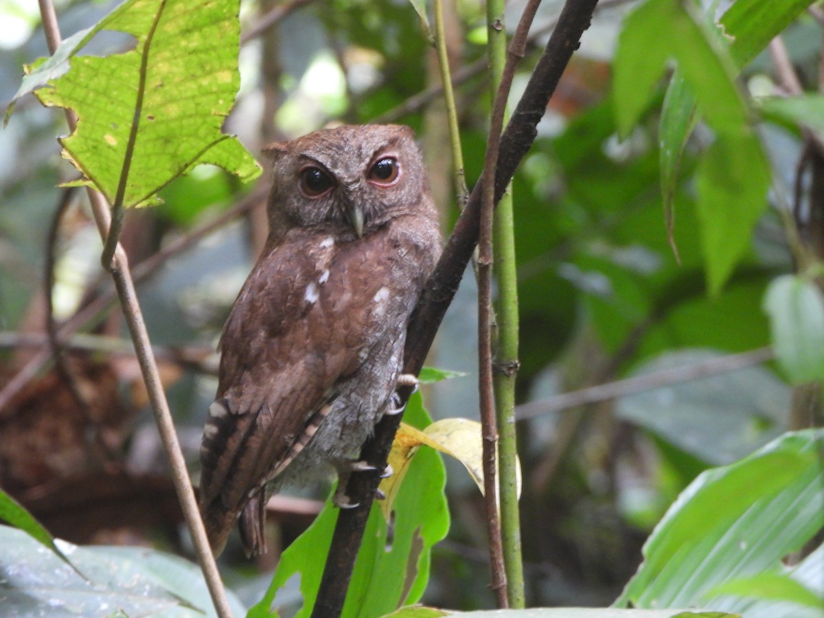 Choco Screech-Owl - ML646022112