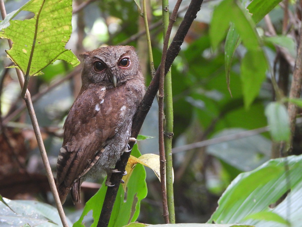 Choco Screech-Owl - ML646022113