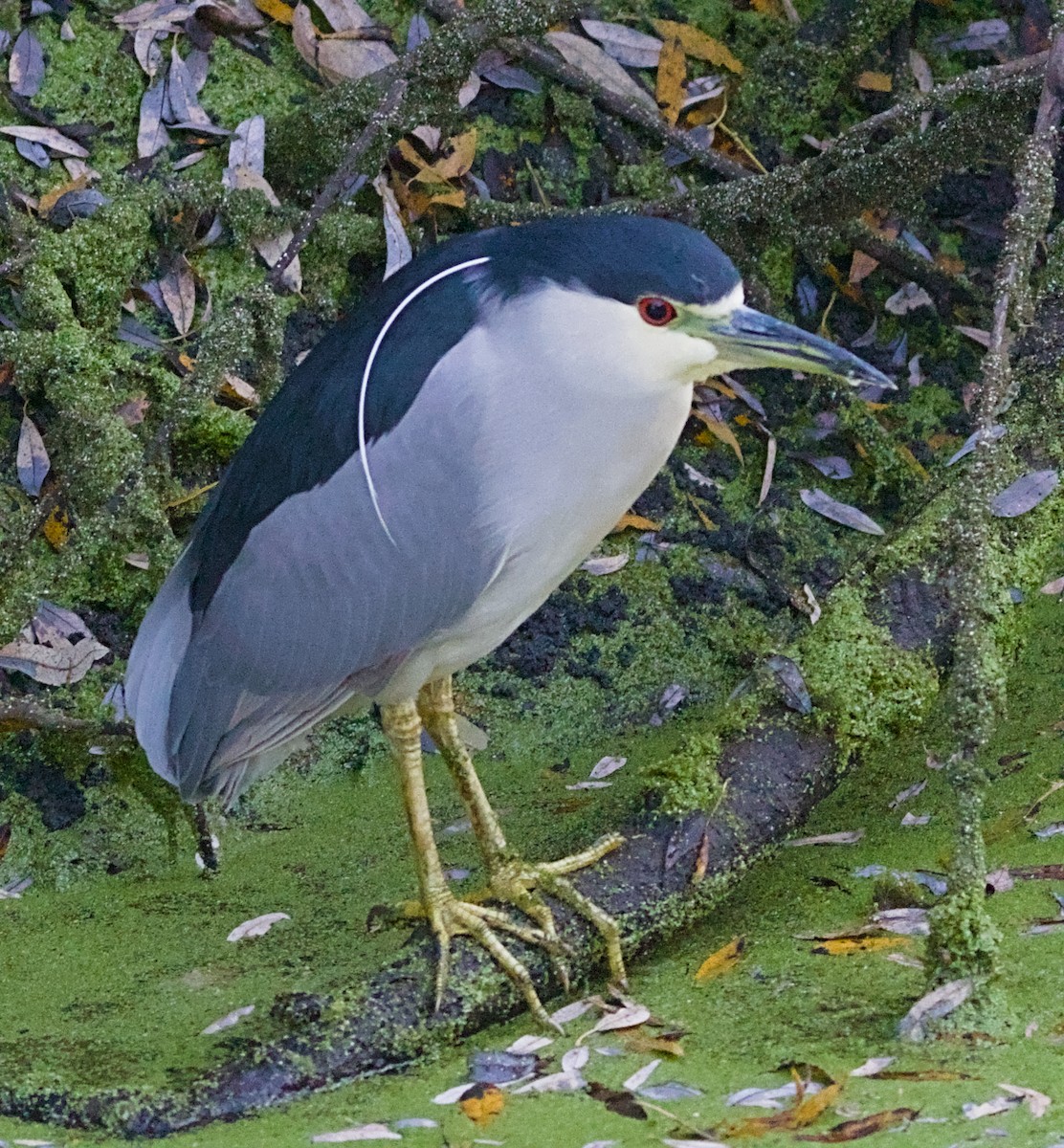 Nitticora - ML646022114