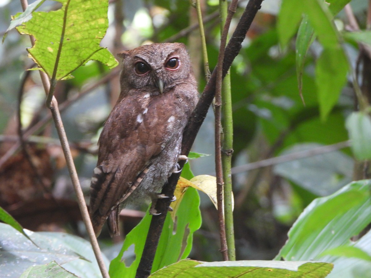 Choco Screech-Owl - ML646022115