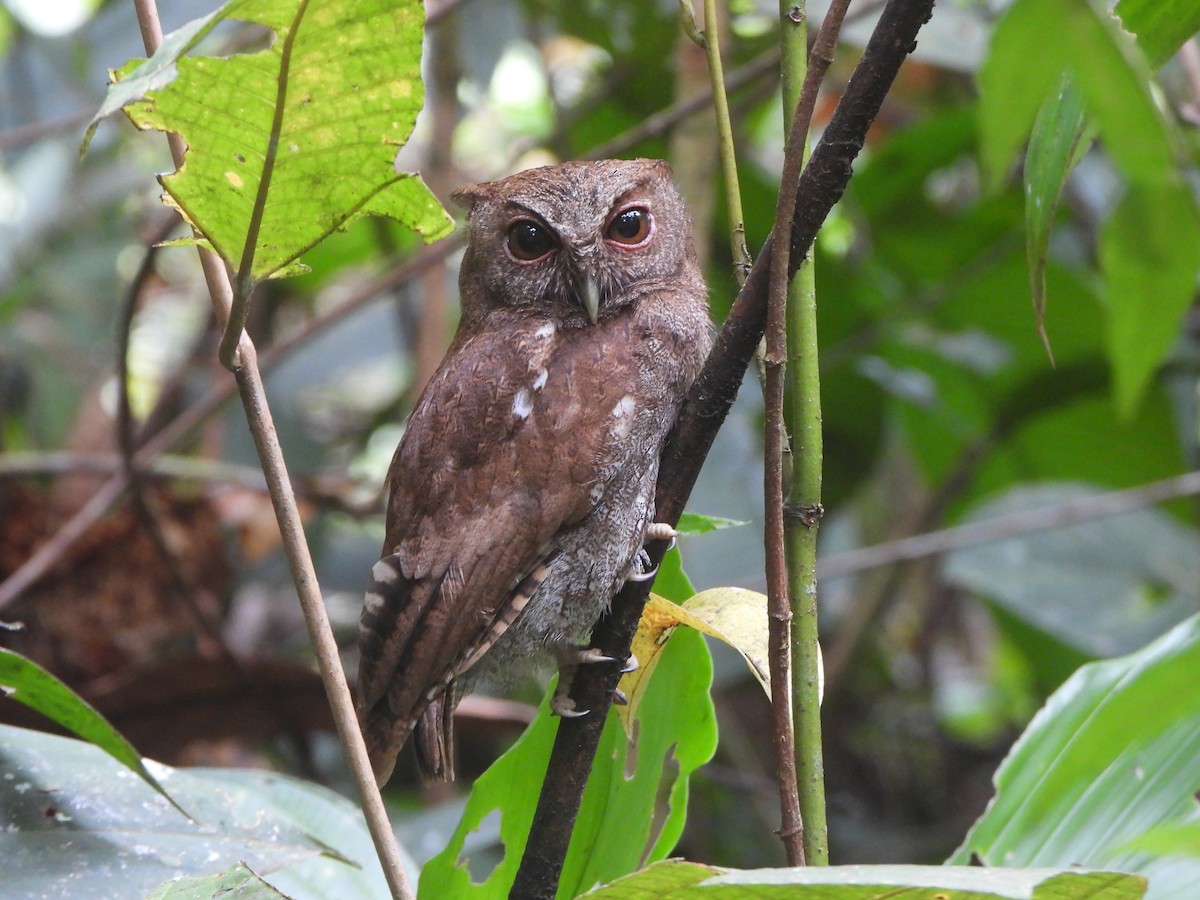 Choco Screech-Owl - ML646022116