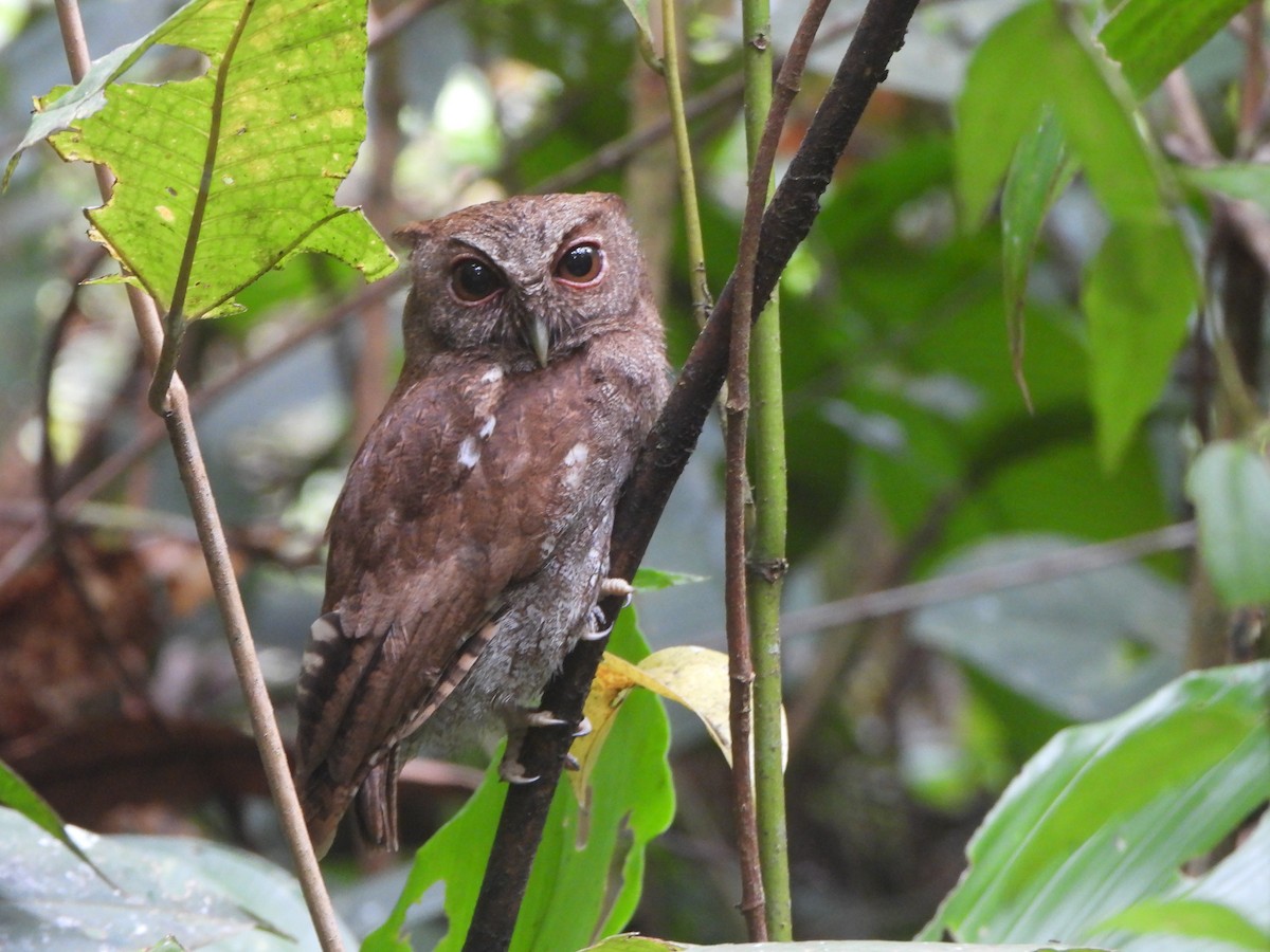 Choco Screech-Owl - ML646022117