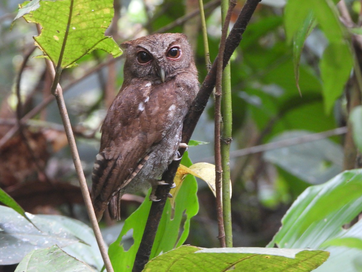 Choco Screech-Owl - ML646022118