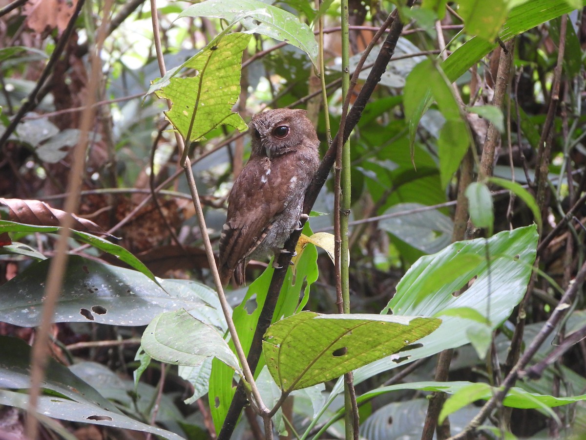 Choco Screech-Owl - ML646022119
