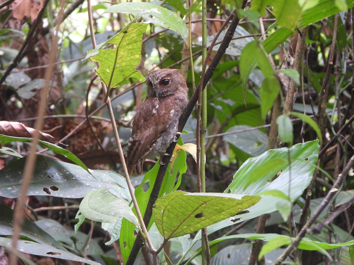 Choco Screech-Owl - ML646022120