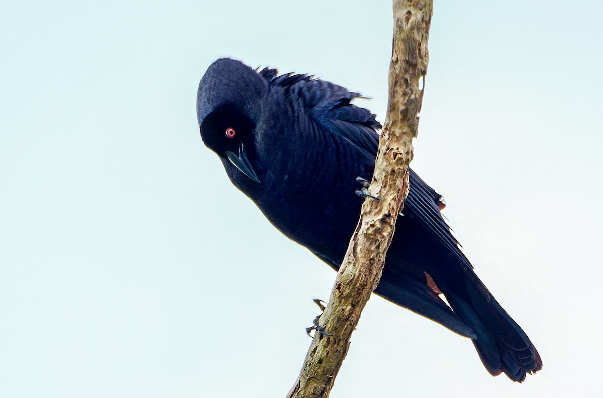 Giant Cowbird - ML646022124