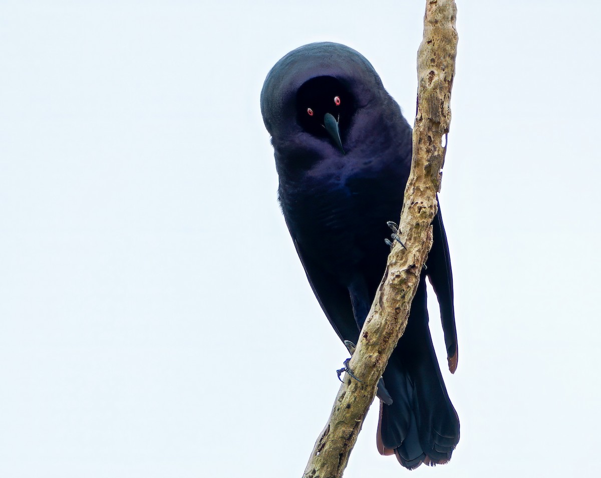 Giant Cowbird - ML646022125