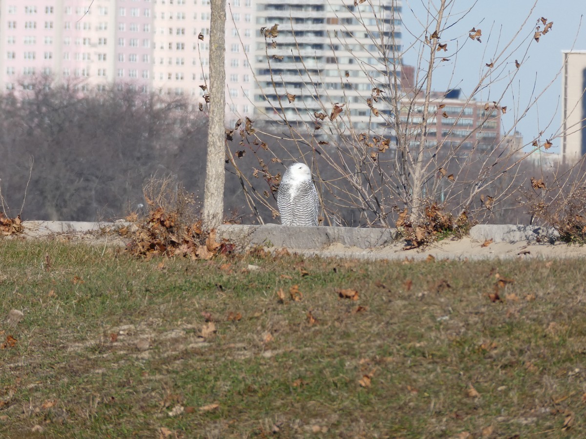 Snowy Owl - ML646022129