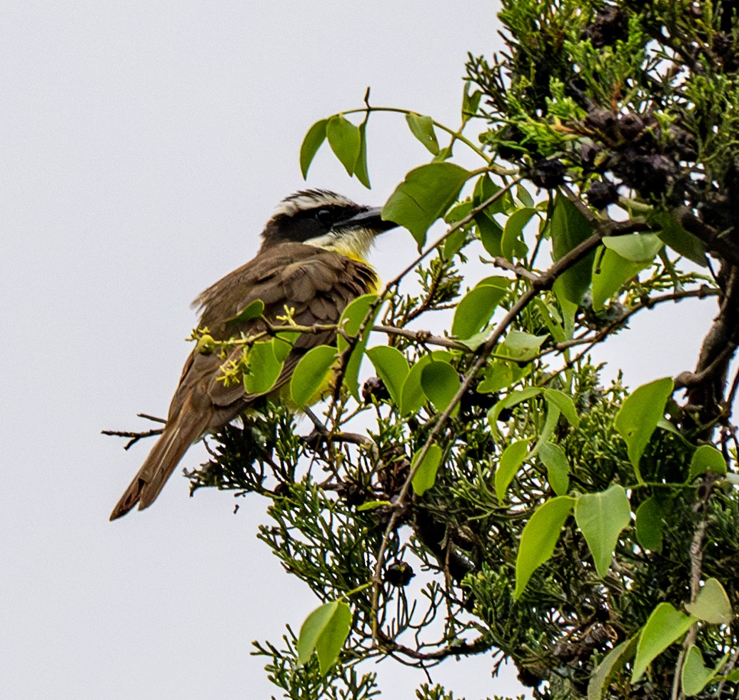 Boat-billed Flycatcher - ML646022131