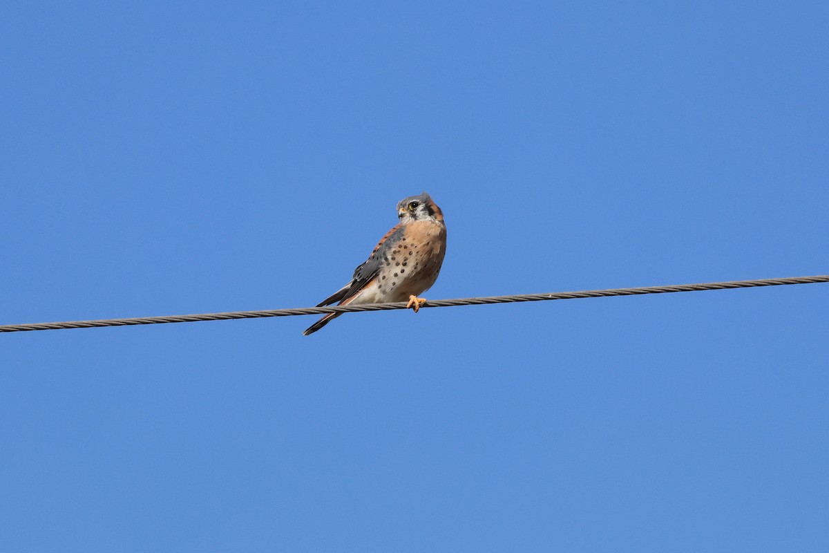 American Kestrel - ML646022136