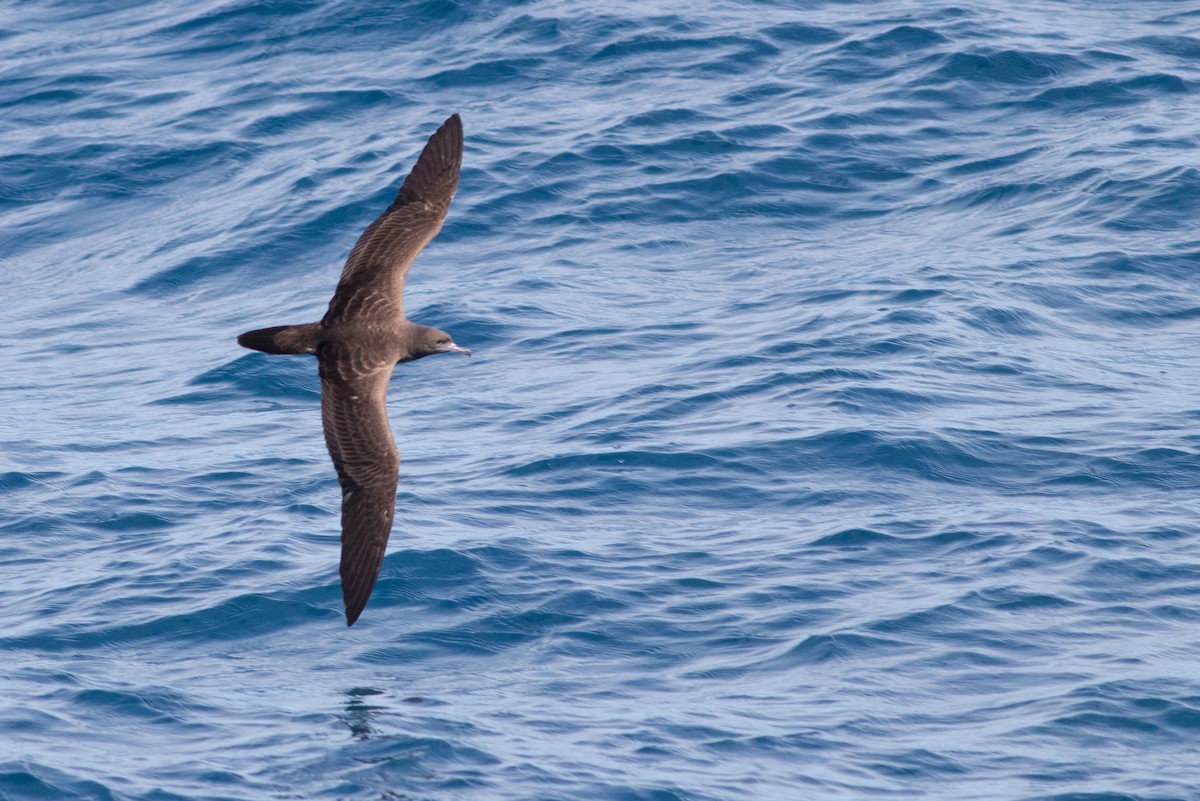 Wedge-tailed Shearwater - ML646022137