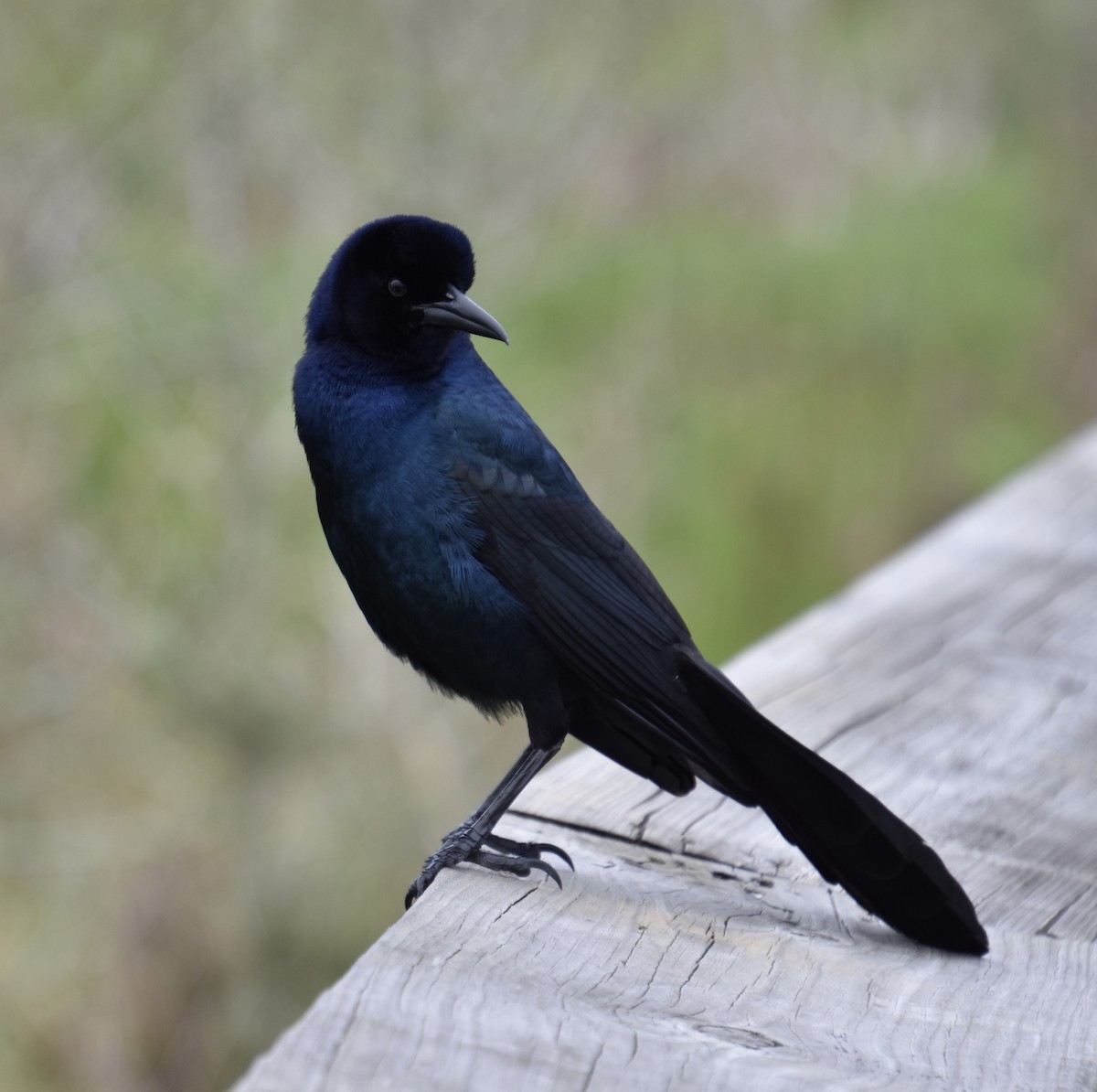 Boat-tailed Grackle - ML646022138