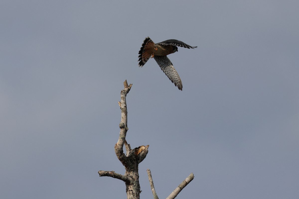 American Kestrel - ML646022139