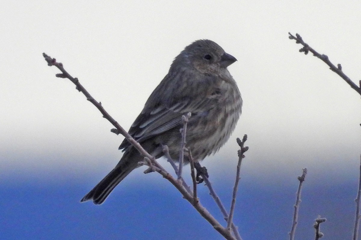House Finch - ML646022140