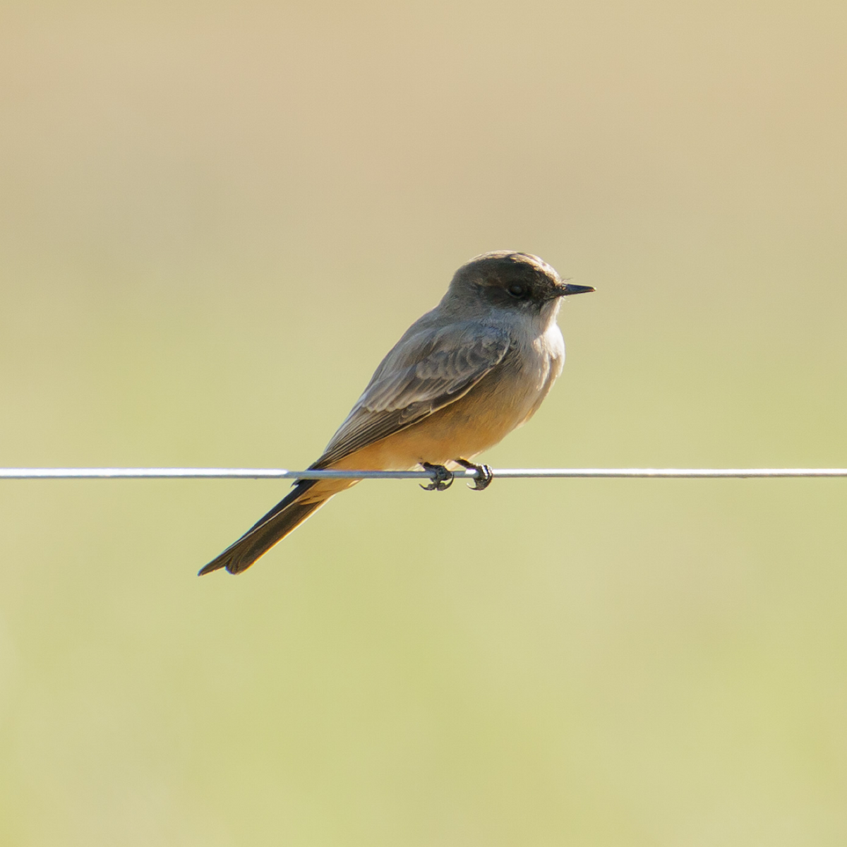 Say's Phoebe - ML646022161