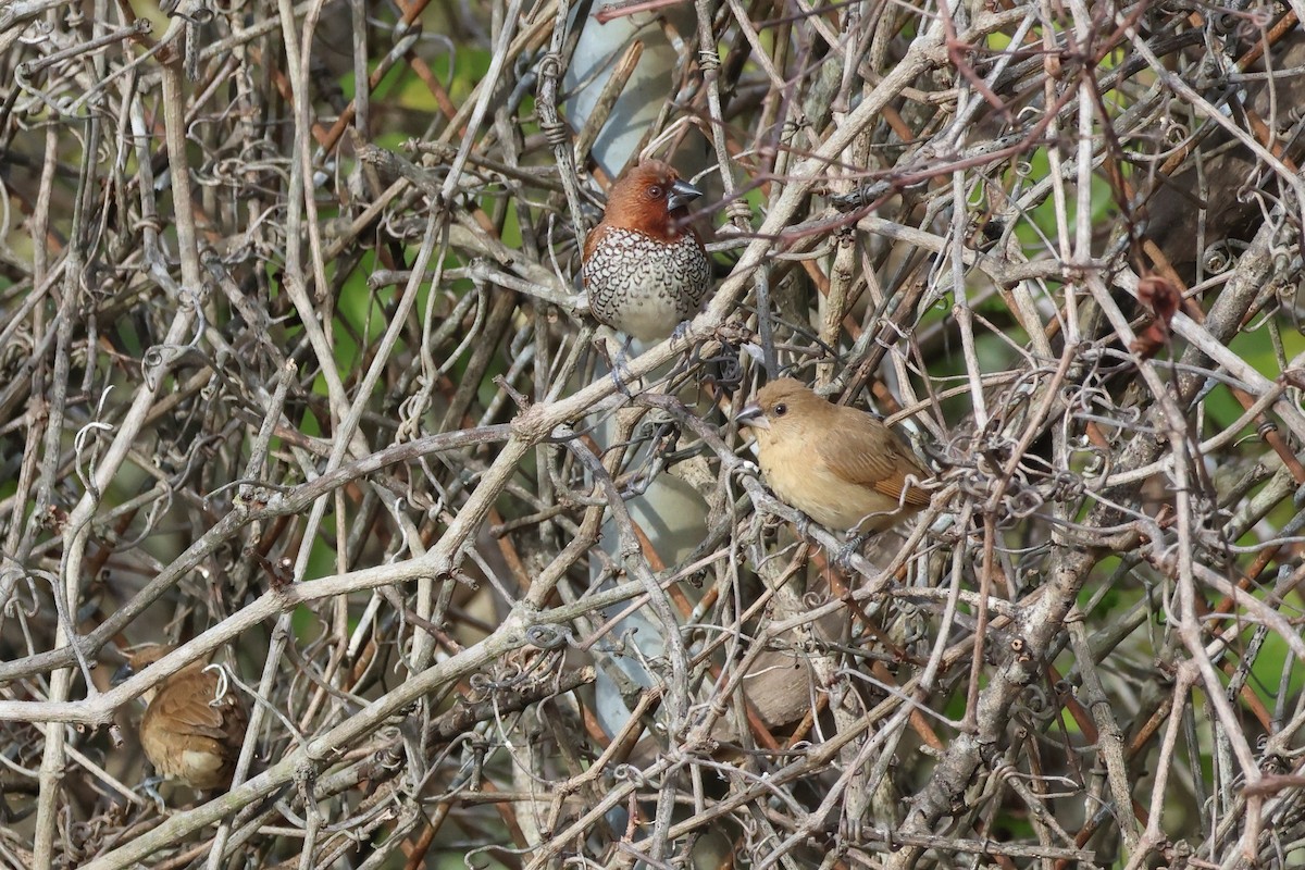 Scaly-breasted Munia - ML646022165