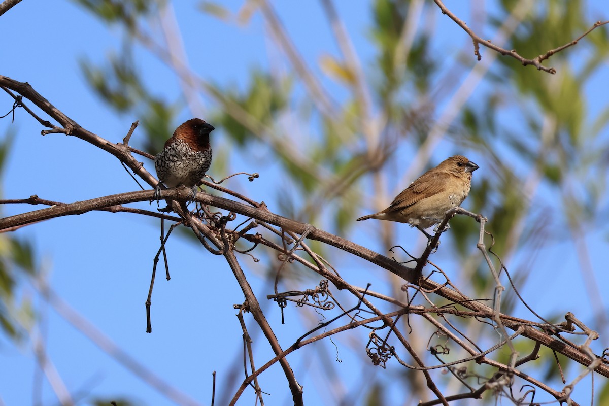 Scaly-breasted Munia - ML646022166