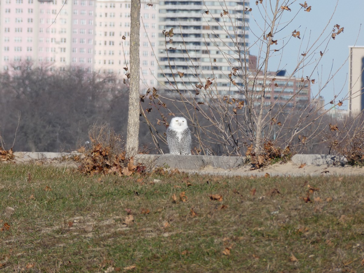 Snowy Owl - ML646022167