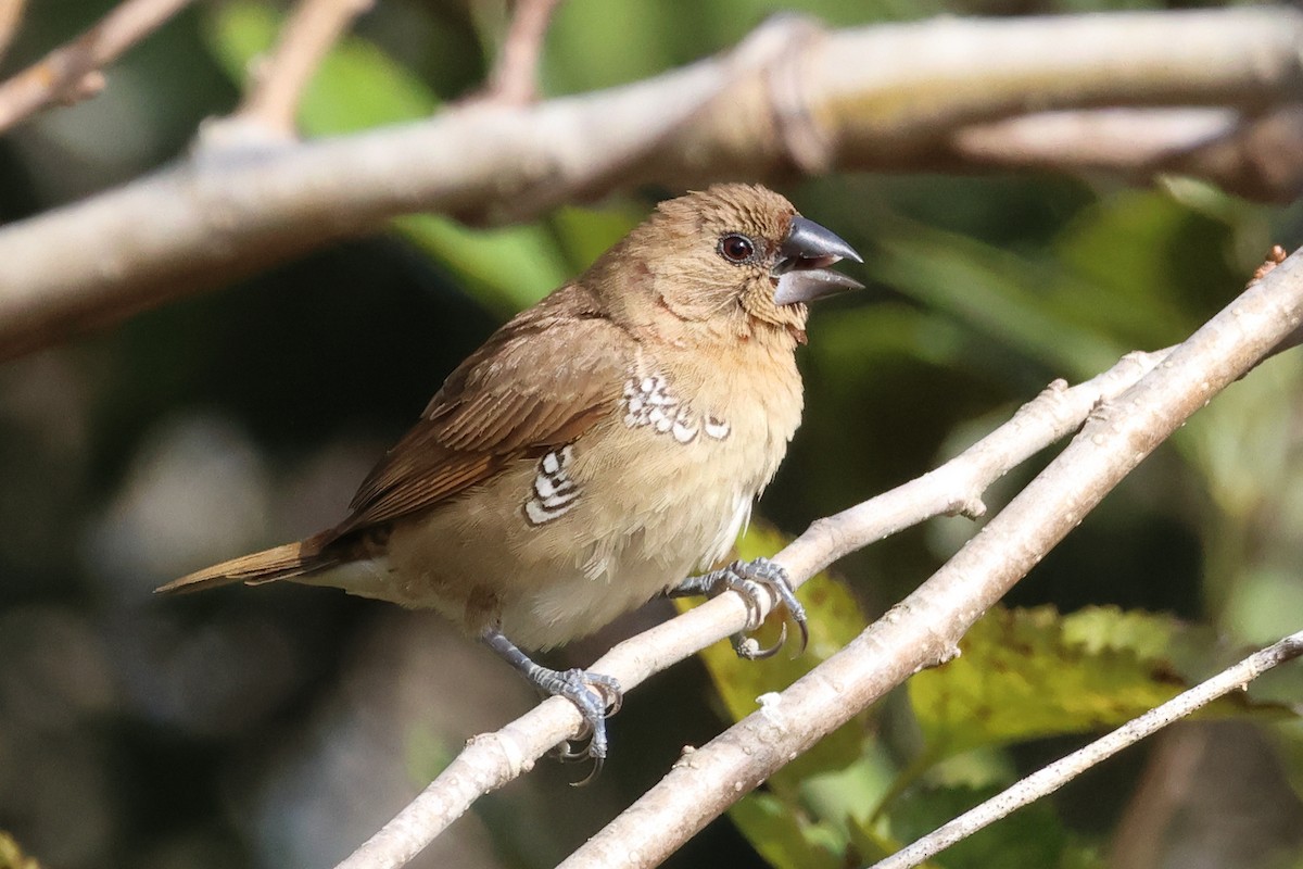 Scaly-breasted Munia - ML646022169