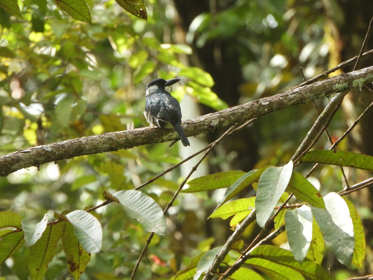 Black-breasted Puffbird - ML646022193
