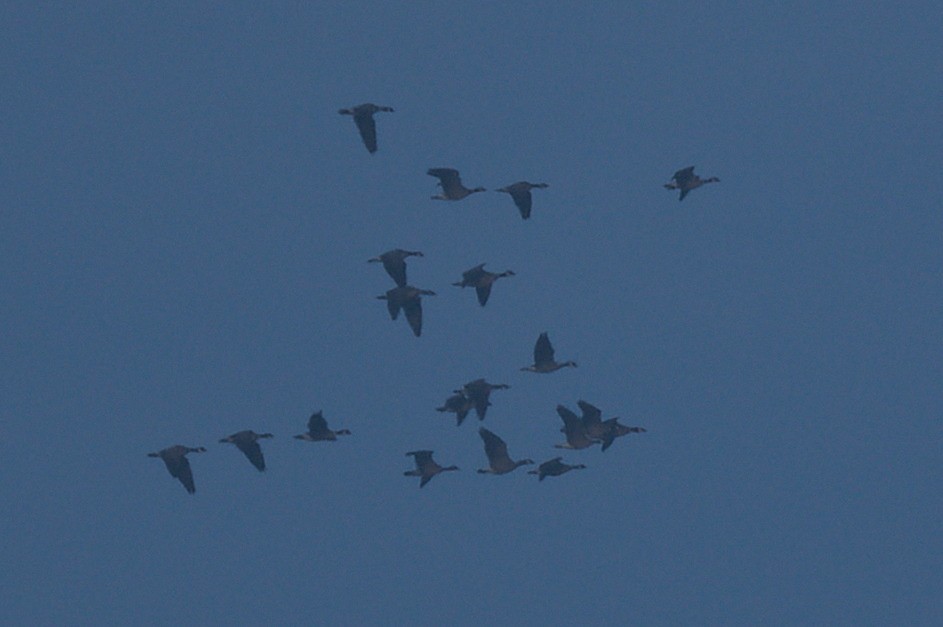 Cackling Goose - ML646022195