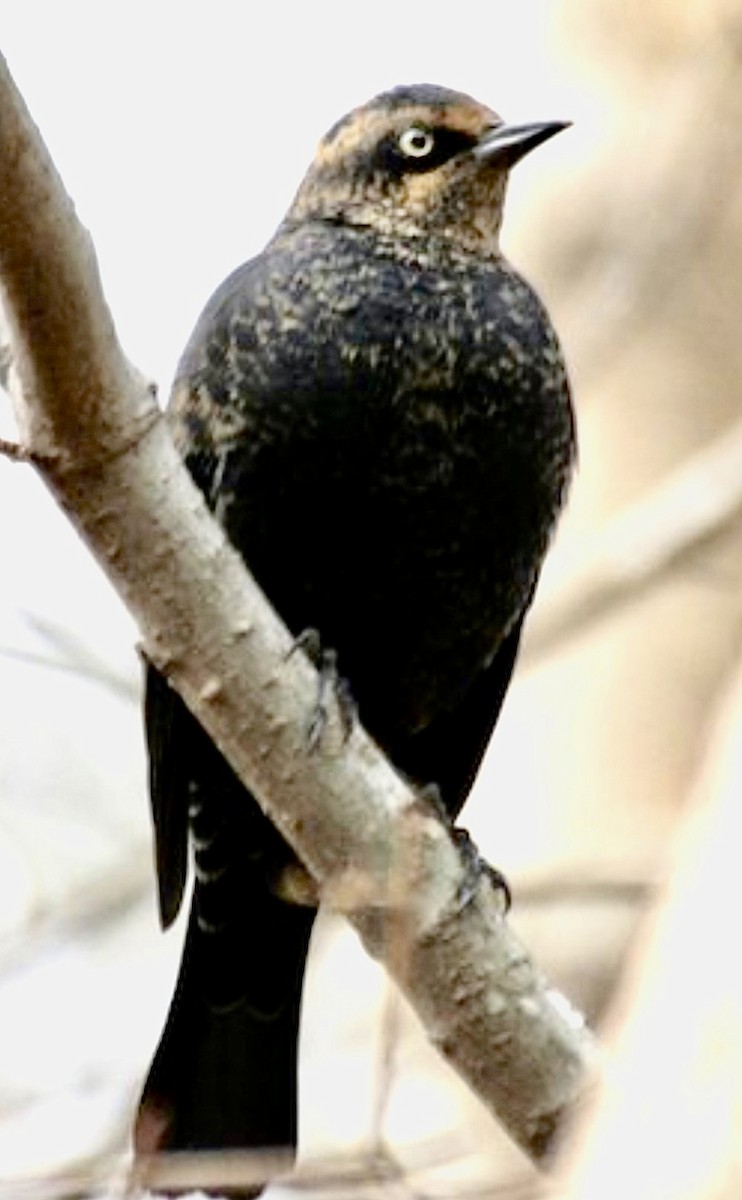 Rusty Blackbird - ML646022196