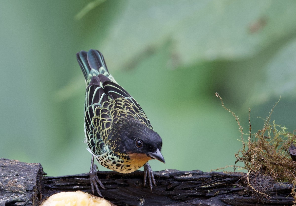 Rufous-throated Tanager - ML646022197