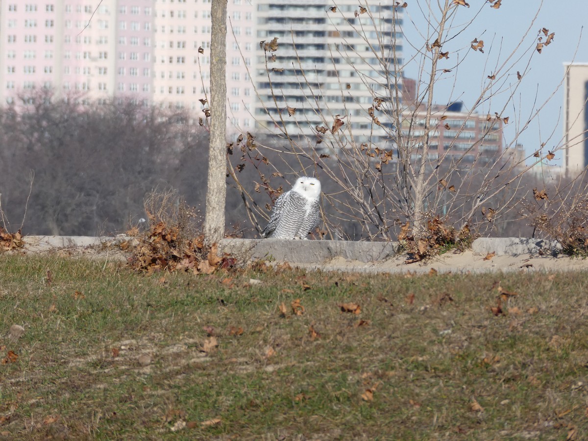 Snowy Owl - ML646022198