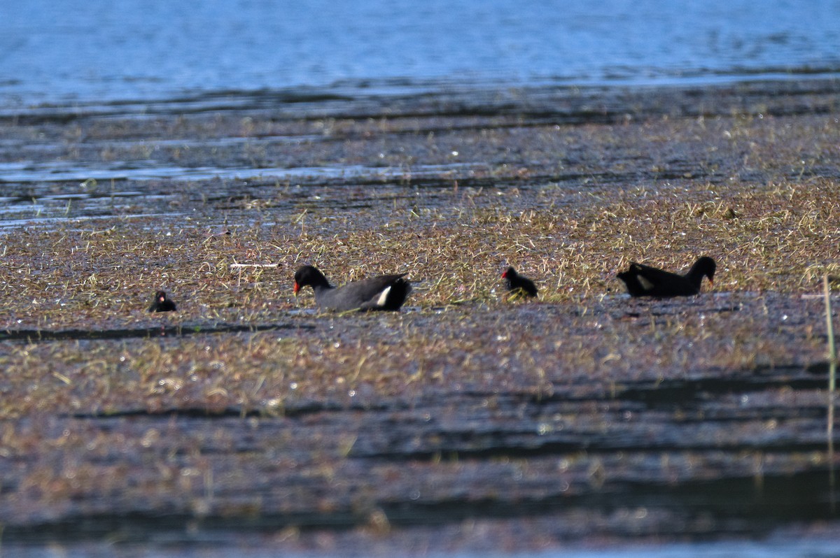 Dusky Moorhen - ML646022199