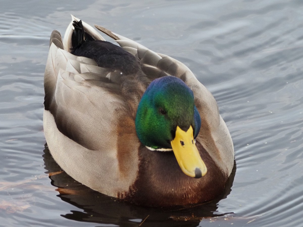 Mallard - ML646022200