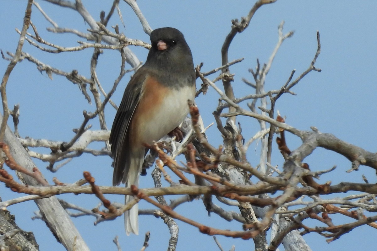 Dark-eyed Junco - ML646022201
