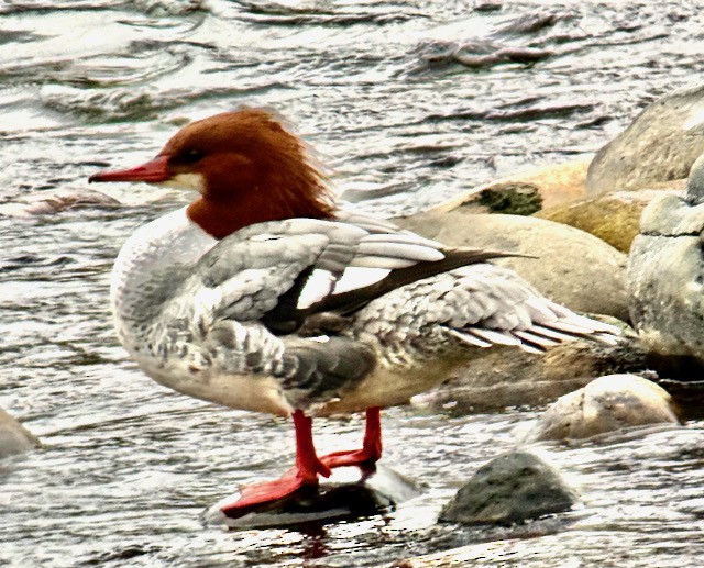 Common Merganser - ML646022203