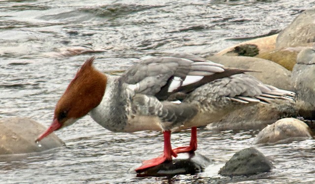 Common Merganser - ML646022204