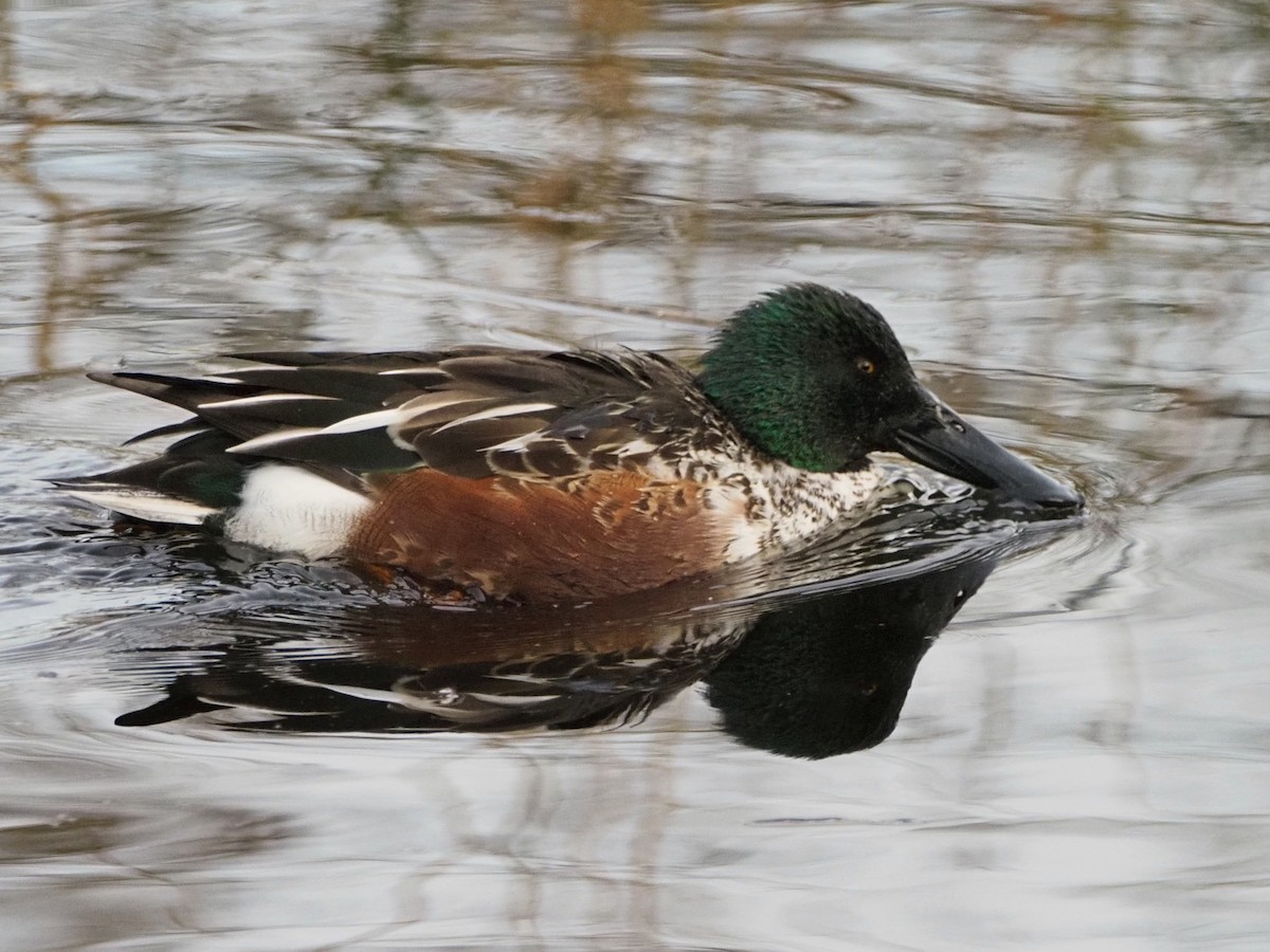 Northern Shoveler - ML646022206