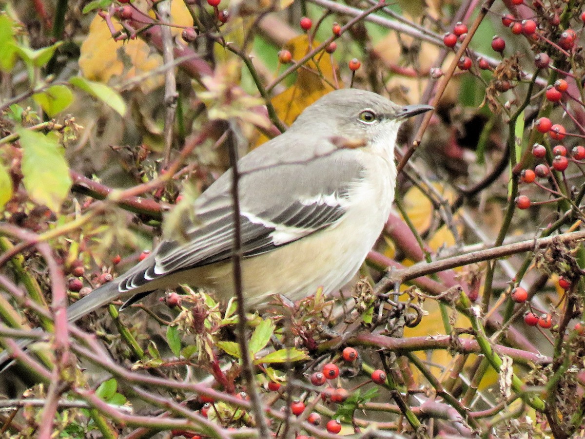Northern Mockingbird - ML646022207