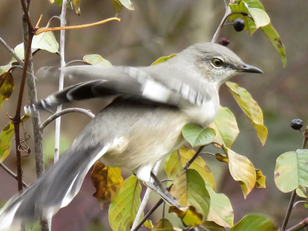 Northern Mockingbird - ML646022208