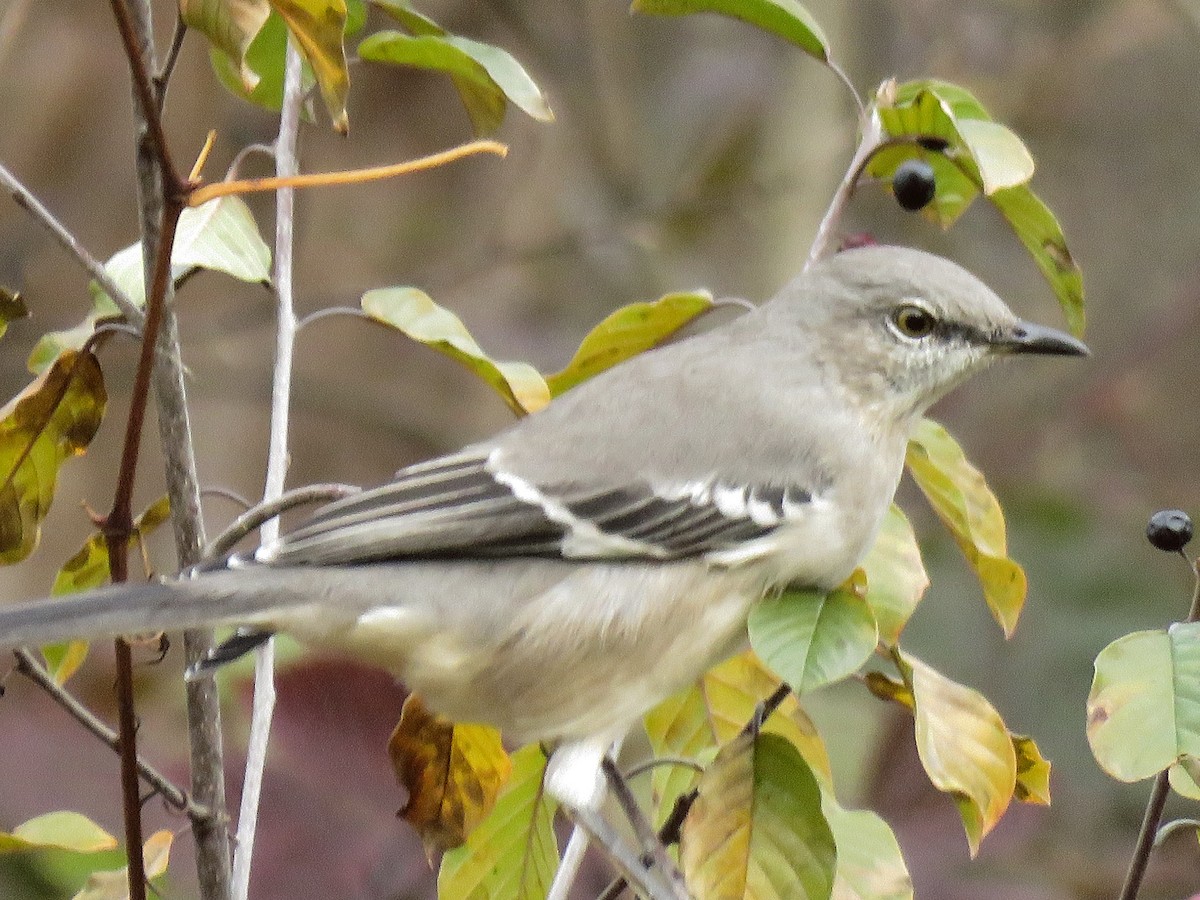 Northern Mockingbird - ML646022209