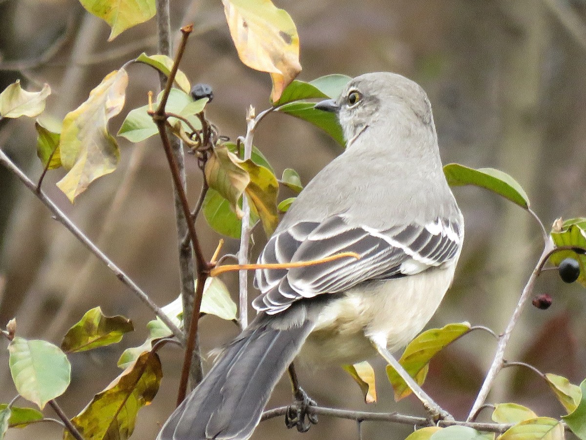 Northern Mockingbird - ML646022210