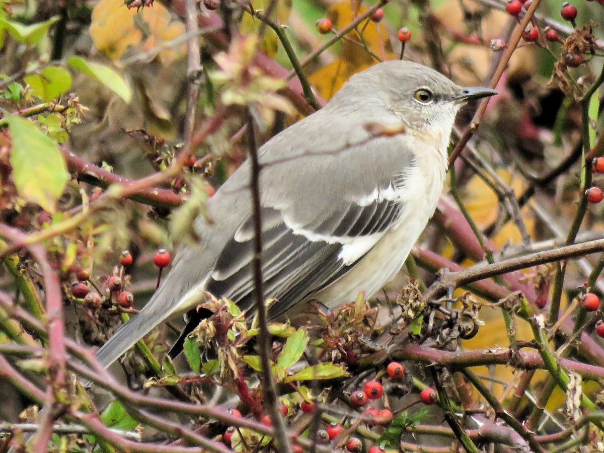 Northern Mockingbird - ML646022211