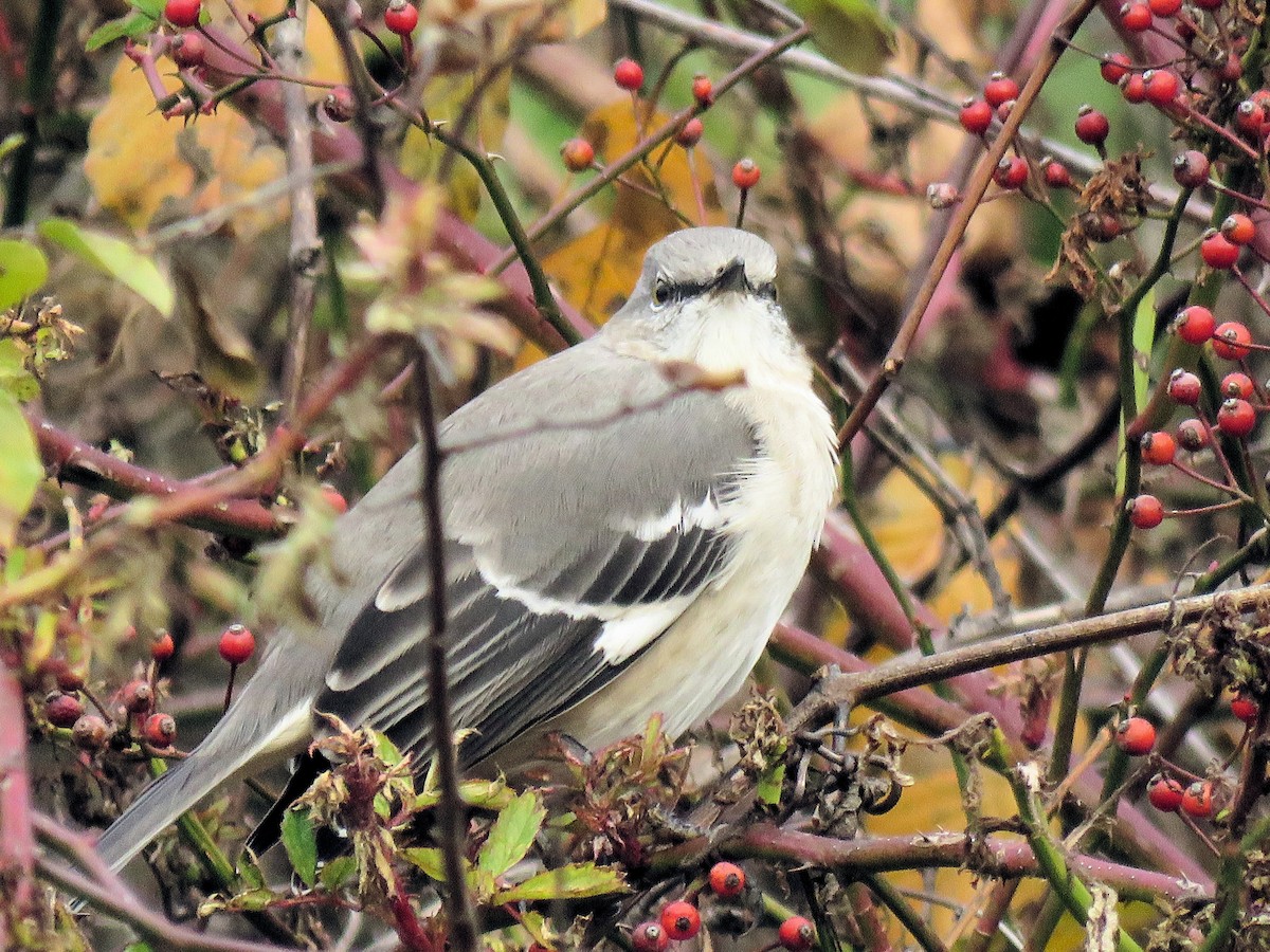 Northern Mockingbird - ML646022212