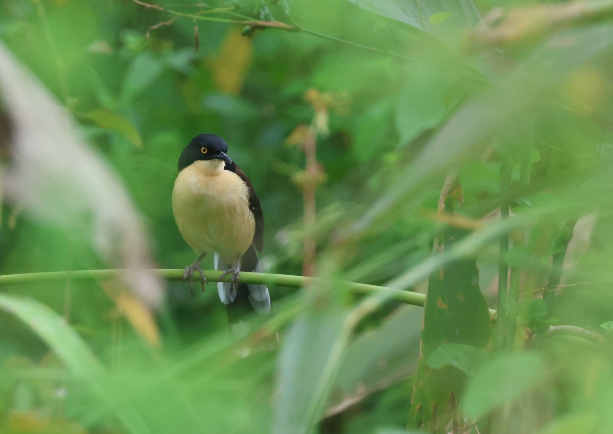 Black-capped Donacobius - ML646022213