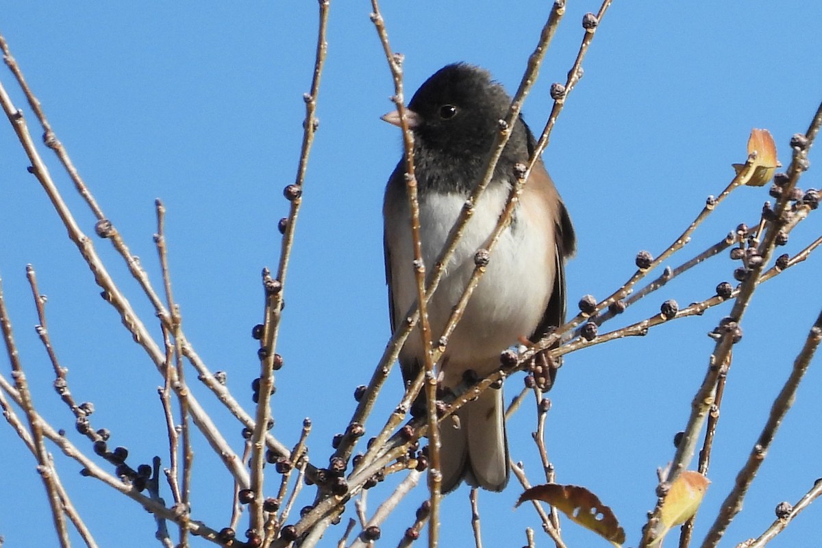 Dark-eyed Junco - ML646022215