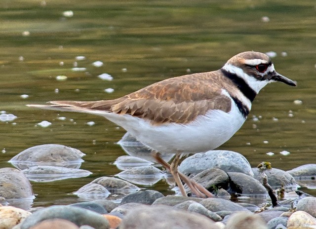 Killdeer - ML646022217