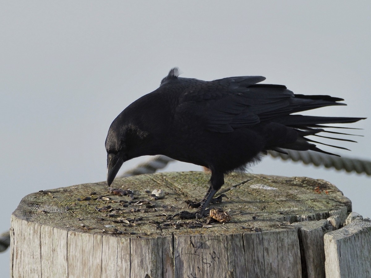 American Crow - ML646022218