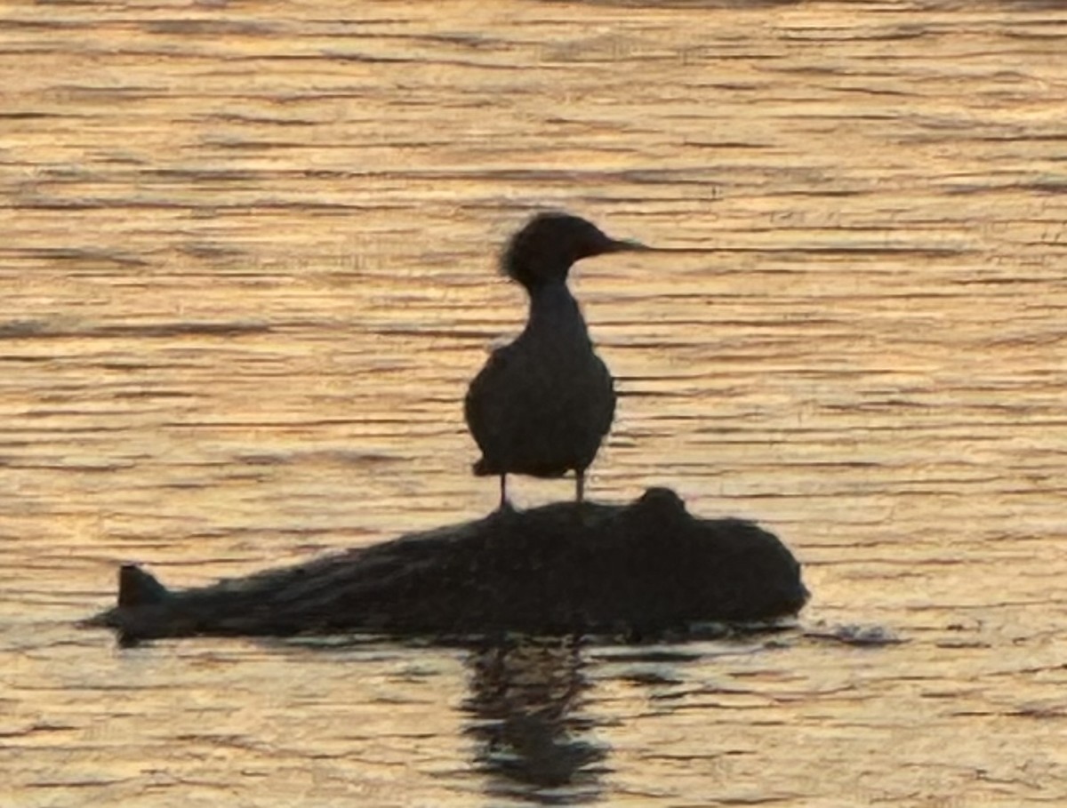 Common Merganser - ML646022219