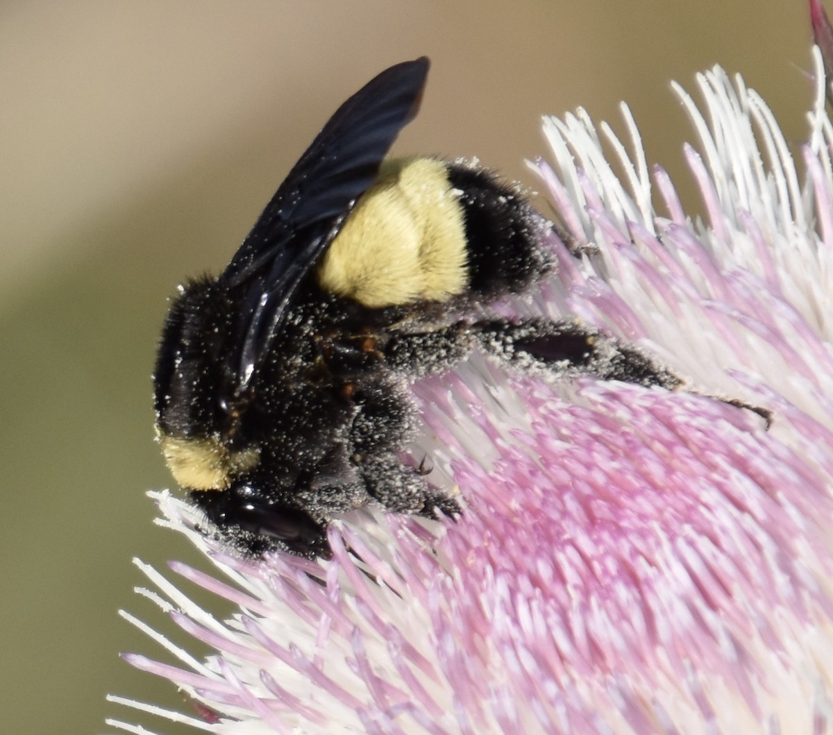 American Bumble Bee - ML646022220