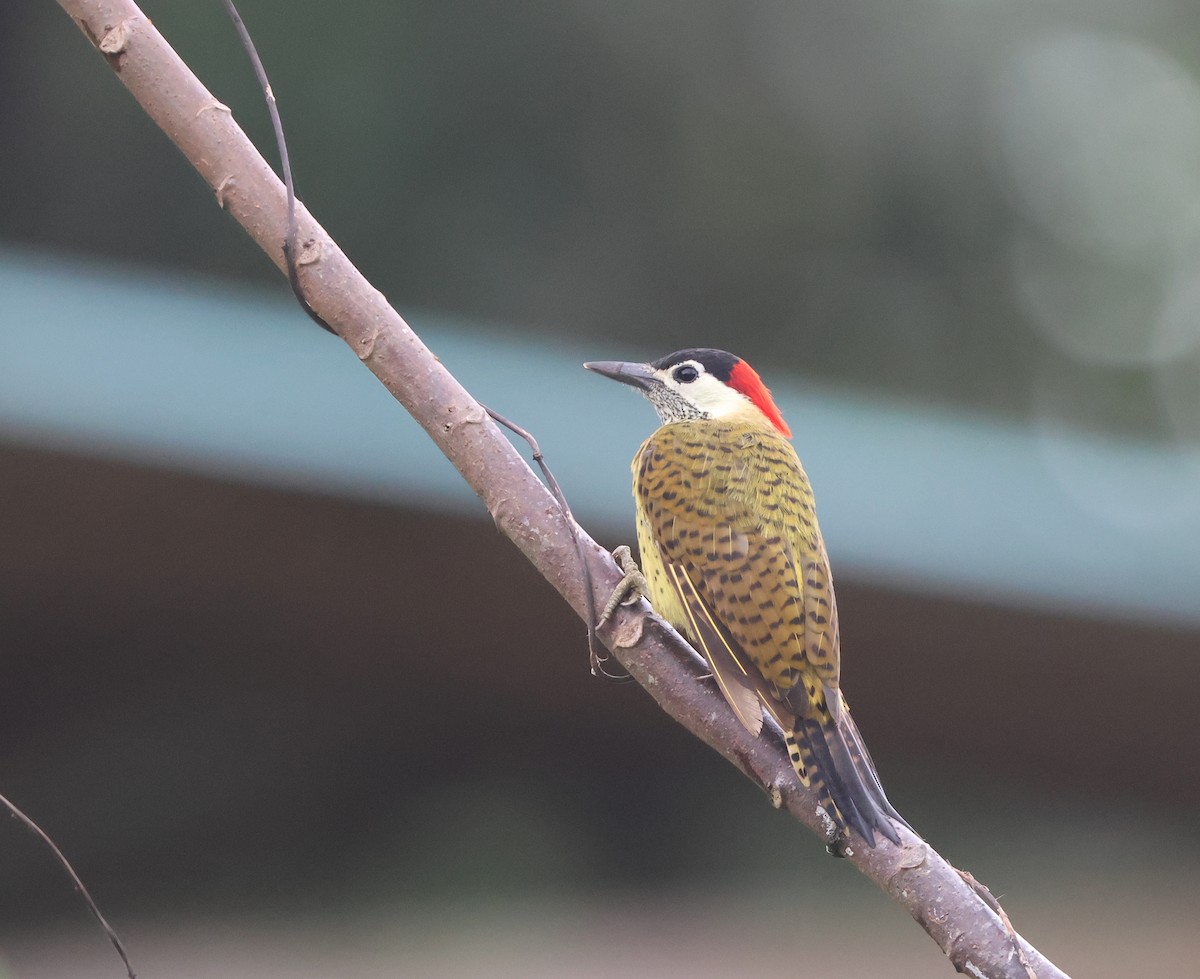 Spot-breasted Woodpecker - ML646022221